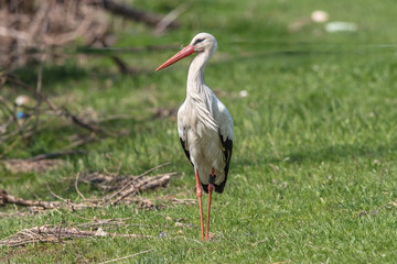 storch am ufer