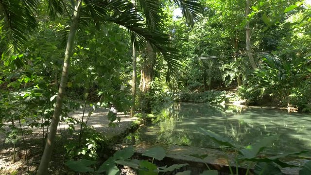 Tropical forest of Jamaica
