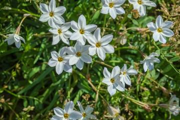"Hana Leek" of a small white flower.