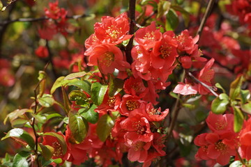 Red spring blossom tree