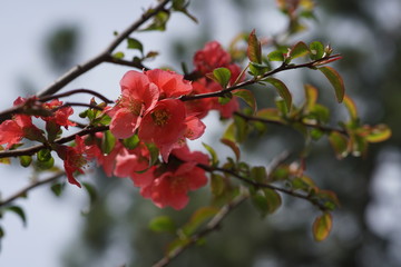 Red spring blossom tree