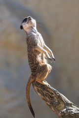 Meerkat, suricate, sentinel standing on a trunk 
