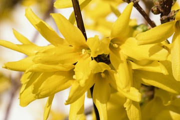 Forsythia - glowing yellow flowers.