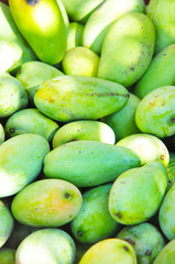 Mango  Sour taste and sweet fruits with high season from tropical trees in garden
