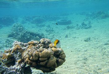 Beautiful coral reef in red sea