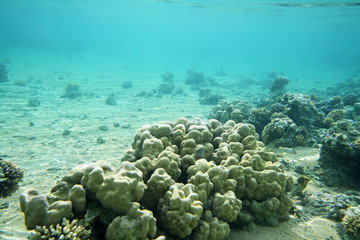 Beautiful coral reef in red sea