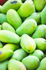 Mango  Sour taste and sweet fruits with high season from tropical trees in garden