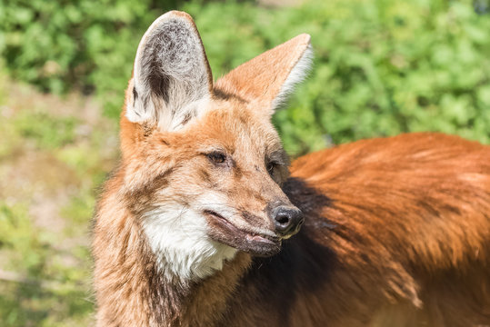 Maned wolf, Chrysocyon brachyurus, beautiful head
