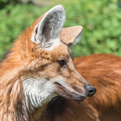 Maned wolf, Chrysocyon brachyurus, beautiful head

