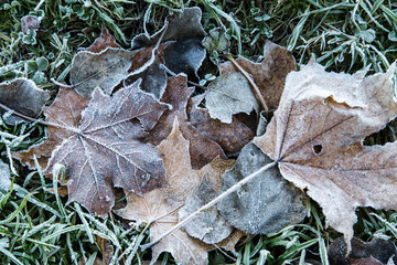 The fallen leaves are touched by the frost