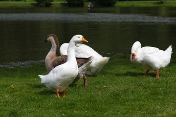 Geese (Anser cygnoides) by the pond.