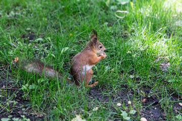 Naklejka na ściany i meble Squirrel (Sciurus vulgaris) from Moscow city park.