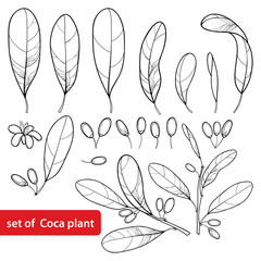 Vector set of outline Cocaine plant or Erythroxylum coca, bunch, leaf, flower and fruit in black isolated on white background. Cultivated Coca in contour style for summer design and coloring book. 