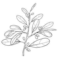 Vector branch of outline Cocaine plant or Erythroxylum coca. Ornate leaf and fruit in black isolated on white background. Cultivated Coca bunch in contour style for summer design and coloring book. 
