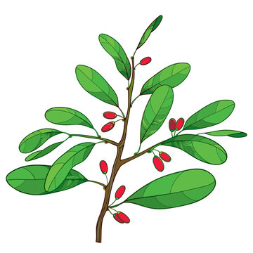 Vector outline branch of Cocaine plant or Erythroxylum coca with ornate green leaf and red fruit isolated on white background. Drawing of cultivated Coca bunch in contour style for summer design. 