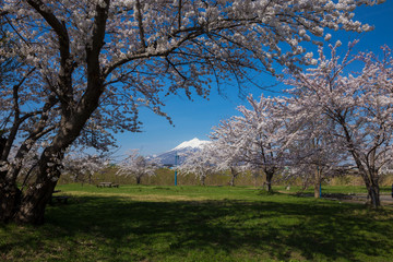岩木山とさくら