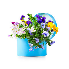 Gift box with pansy flowers