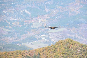 Bearded vulture , flying freely wings wide open. With mountains and landscape from Drome Provencale, France
