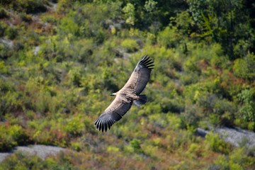 A view from above of a griffon vulture in the Baronies, flying freely in the sky. With trees in the background in Drome Provencale, France
