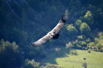 A view from above of a griffon vulture in Baronies, flying freely in the sky. With shadowed...