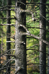 Dark background of old trees in the forest