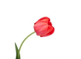 Red tulip beauty flower on the white