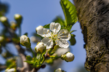 young cherry blossom in spring season