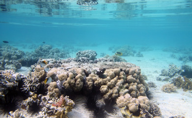 Fototapeta premium Beautiful coral reef in red sea