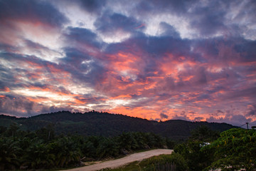 Sunset ONOil palm Plantation #1