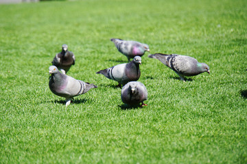 複数の鳩