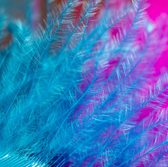Blue and pink feathers as a background