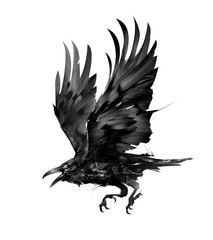 painted isolated flying bird rook on the side