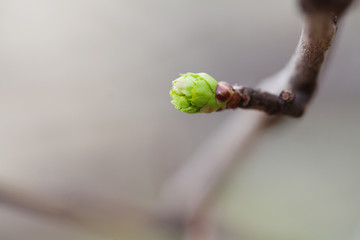 Budding tree twig young green leaves macro view on gray beige background.