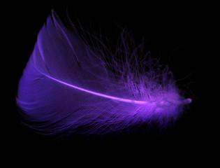 Naklejka premium Niebieskie pióro na czarnym tle