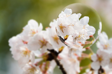 宙玉と桜