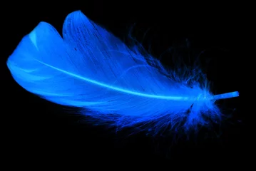 Papier Peint photo Lavable Paon Blue feather on a black background