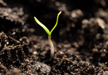 A young sprout of pepper in the ground