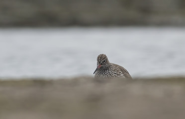 Common redshank