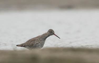 Common redshank