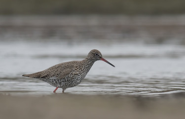 Common redshank
