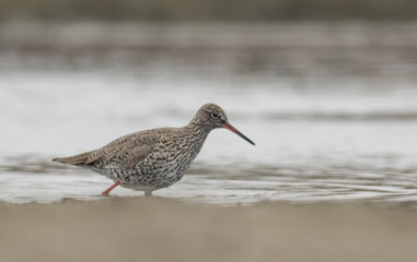 Common redshank