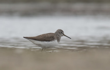 Green sandpiper