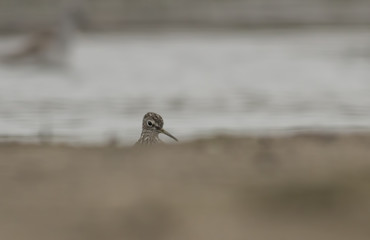 Green sandpiper