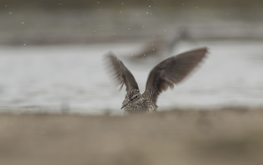 Green sandpiper