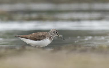 Green sandpiper