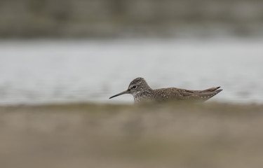 Green sandpiper
