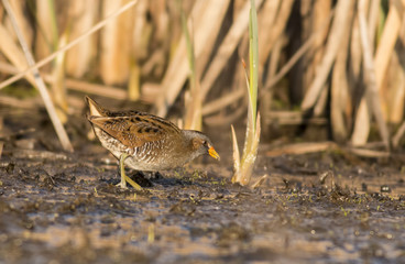Spotted Crake
