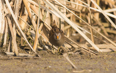 Spotted Crake