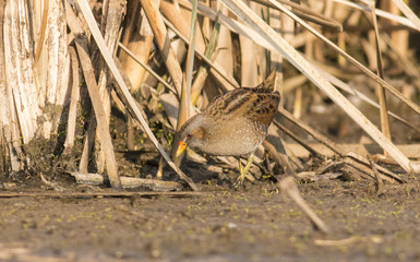 Spotted Crake