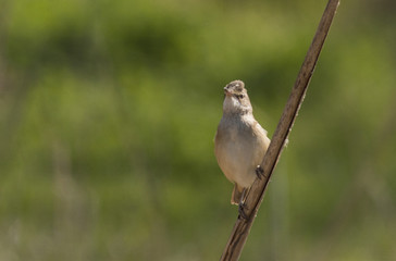 European Reed Warbler